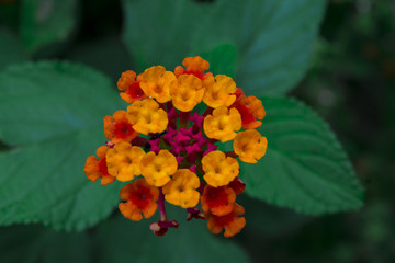 Flor naranja con rojo