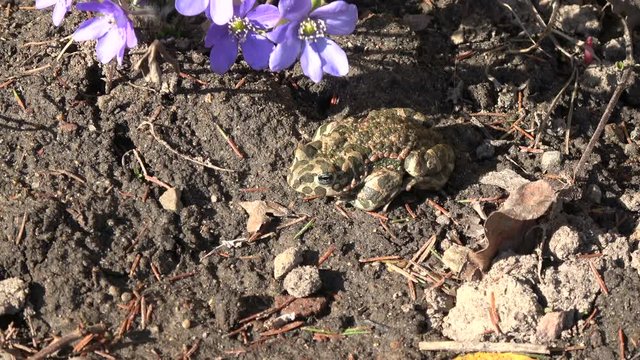 European green toad Bufo viridis in  spring near  hepatica flowers 
