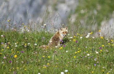 Renard chassant la marmotte dans une prairie alpine merveilleusement bien fleurie 