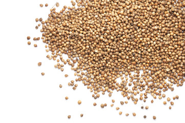 Coriander grain isolated on white