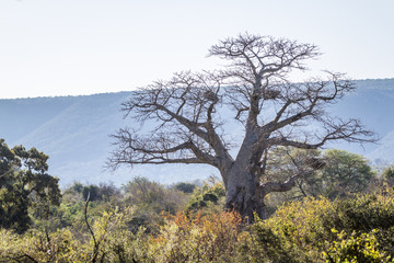 Fototapeta na wymiar Baobab tree landscape in Kruger National park, South Africa ; Specie Adansonia digitata family of Malvaceae