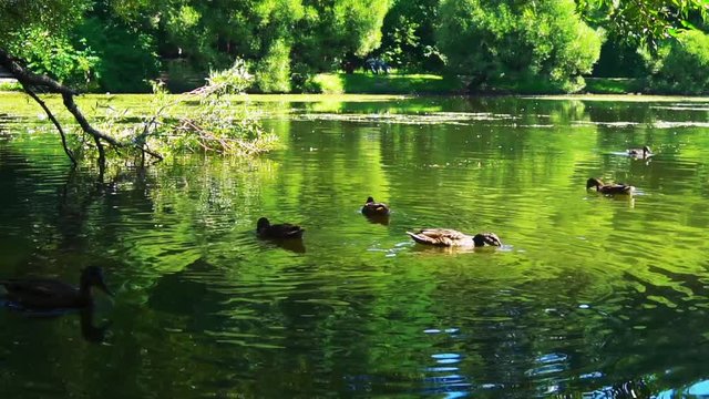 Ducks on water in a beautiful city park pond in slow motion