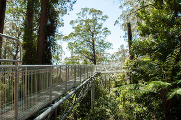 Fototapeta premium Illawarra Fly Treetop Walk
