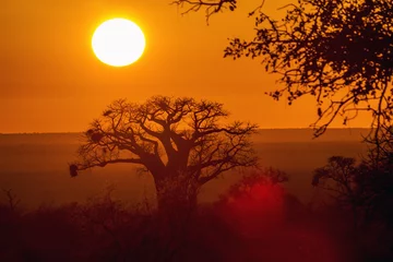 Papier Peint photo Lavable Baobab Baobab dans le paysage du lever du soleil dans le parc national Kruger, Afrique du Sud   Espèce Adansonia digitata famille des Malvacées