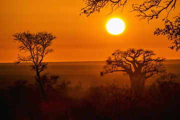 Baobab tree in sunrise landscape in Kruger National park, South Africa ; Specie Adansonia digitata family of Malvaceae