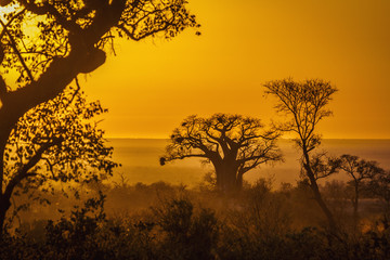 Baobab dans le paysage du lever du soleil dans le parc national Kruger, Afrique du Sud   Espèce Adansonia digitata famille des Malvacées