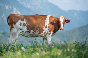 Plakat cow while grazing