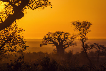 Baobabboom in zonsopganglandschap in het Nationale park van Kruger, Zuid-Afrika  Specie Adansonia digitata familie van Malvaceae