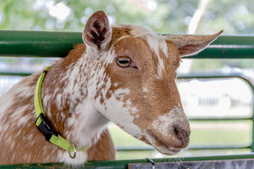 Goat in a pen at the county far