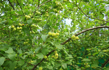 plumleaf crab on the tree