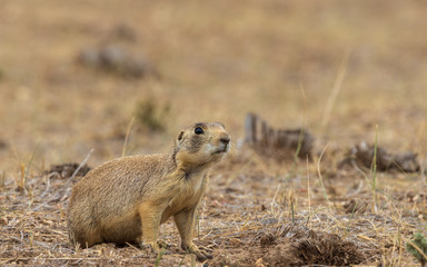 Fototapeta premium White-tailed Prairie Dog