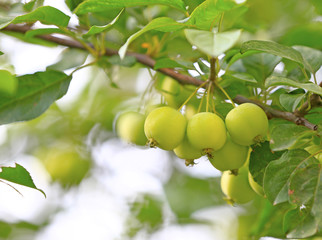 plumleaf crab on the tree