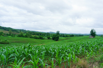 corn in the rainy season.agriculture in the rainy season and corn in the farm
