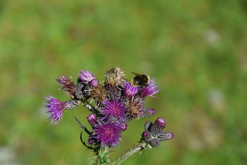 bumblebee and thistle