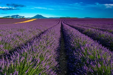 Fototapeten Lavendelfelder in der Haute-Provence © Gilles Ehrmann