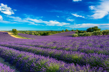 Fototapeta na wymiar Champs de lavande en Haute-Provence