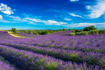 Fototapeten Lavendelfelder in der Haute-Provence © Gilles Ehrmann