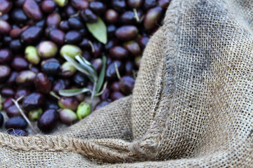 Olive Harvest in Burlap, selective focus