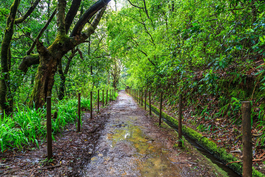 Fototapeta Walking trail along the levadas in the mountains of Madeira, Portugal