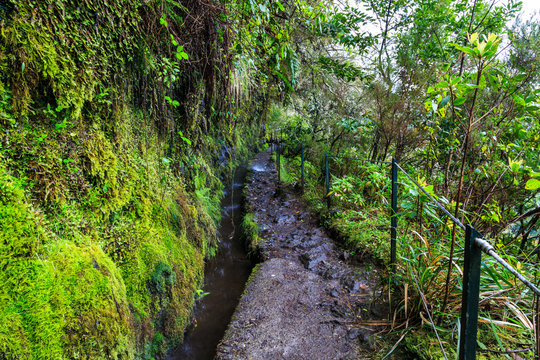 Fototapeta Walking trail along the levadas in the mountains of Madeira, Portugal