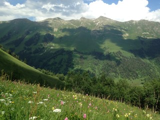 Fototapeta na wymiar flower, alpine, meadow, mountains, green, caucasus, russia