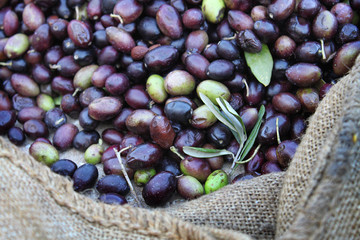 Olive Harvest