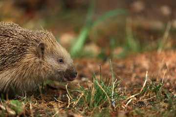 Fototapeta premium Igel auf Futtersuche im Garten