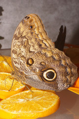 Close-up of brown tropical butterfly on an orange