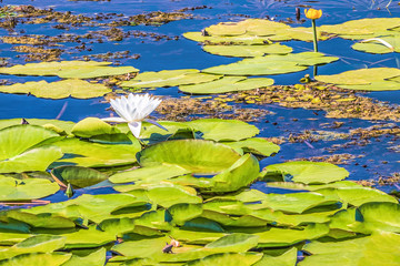 Flowering lily. Flowering of a water lily on the Dnieper River, Kiev, Ukraine.