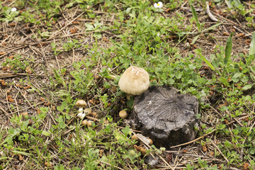 group of orange mushrooms on a mantle of green grass next to the cut trocho of an old tree
