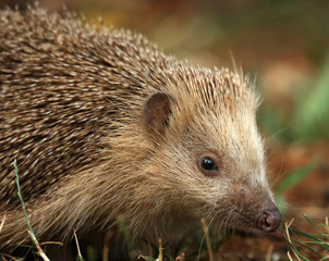 Igel auf Futtersuche im Garten