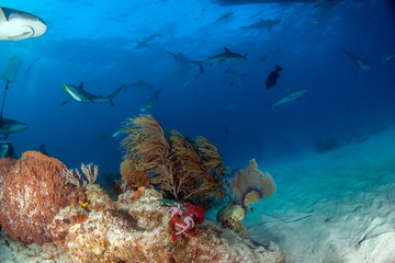 Caribbean reef shark at the Bahamas