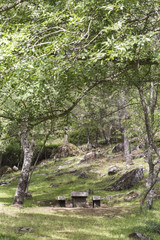 stone table for picnic in the shade of a tree in a green forest on a spring day
