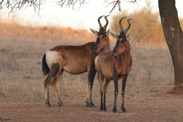 The red hartebeest (Alcelaphus buselaphus caama or A. caama)