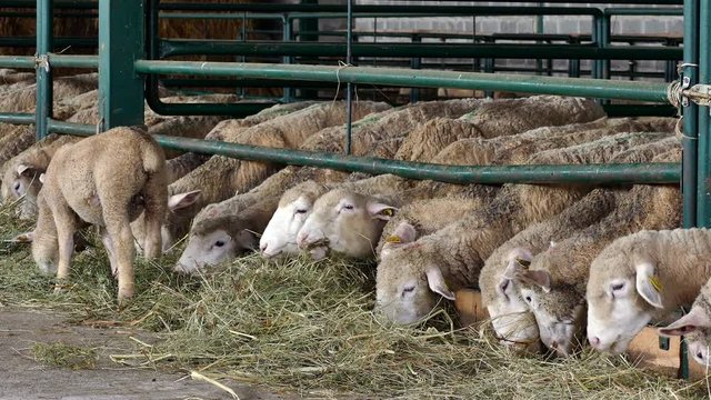 Contemporary  Sheep Farm / Sheep and lambs in special boxes at the contemporary  sheep farm