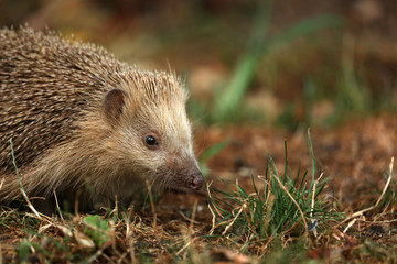 Igel auf Futtersuche im Garten