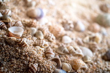 sand beachwith sea shell and free copy space casual relax summer background