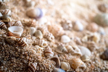 sand beachwith sea shell and free copy space casual relax summer background