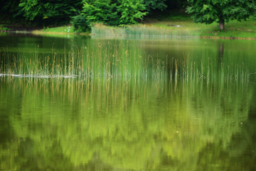 Obraz premium Amazing lake landscape with grasses in the water and forest, Tsover lake, Dsegh, Armenia