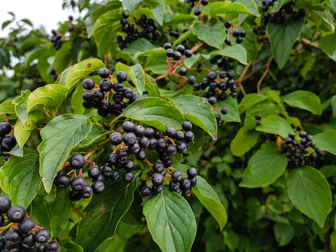 Schwarze Apfelbeere - Aronia melanocarpa 