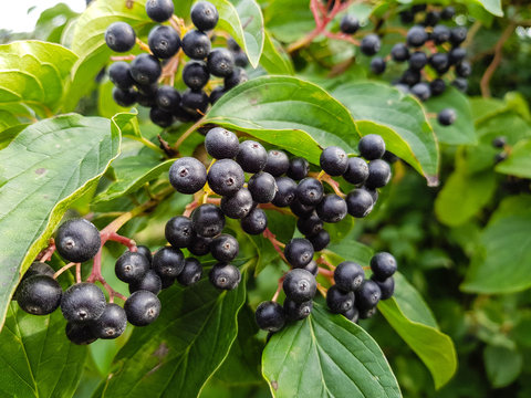 Schwarze Apfelbeere - Aronia melanocarpa 