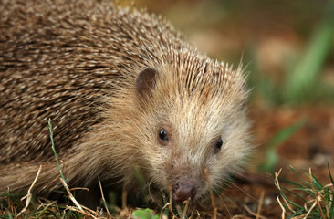 Igel auf Futtersuche im Garten