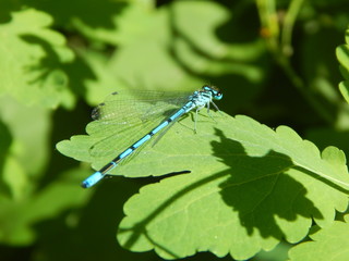 Dragonfly