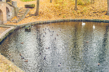 Landscape of the autumn park with a pond