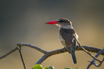 Brown hooded Kingfisher in Kruger National park, South Africa ; Specie Halcyon albiventris family of Alcedinidae