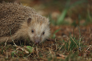 Igel auf Futtersuche im Garten