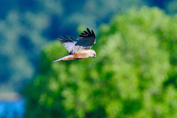 Rohrweihe auf Jagd