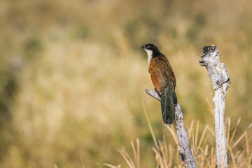 Burchell Coucal in Kruger National park, South Africa ; Specie Centropus burchellii family of...