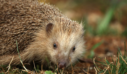 Igel auf Futtersuche im Garten