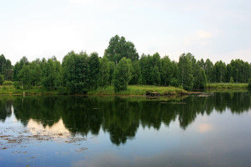 Trees on the shore of the lake